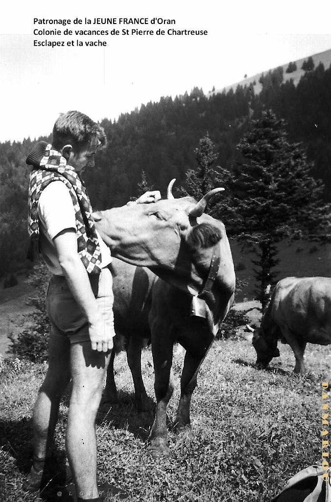 COLO JEUNE FRANCE J.P. Esclapez et la vache.jpg